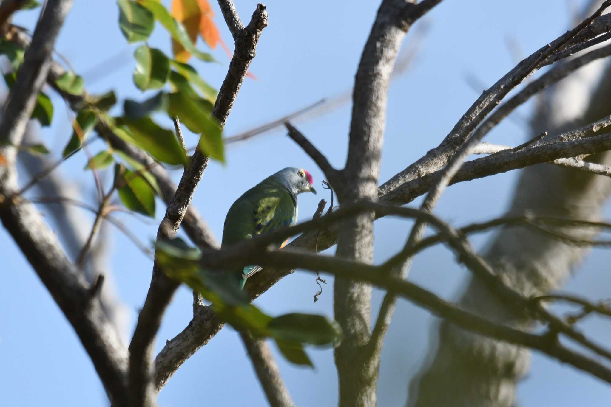 Rose-crowned Fruit Dove