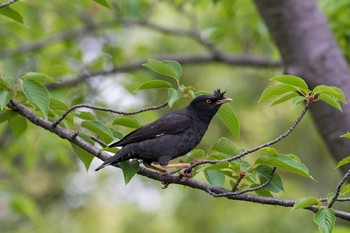 ハッカチョウ 柏尾川 2020年6月26日(金)