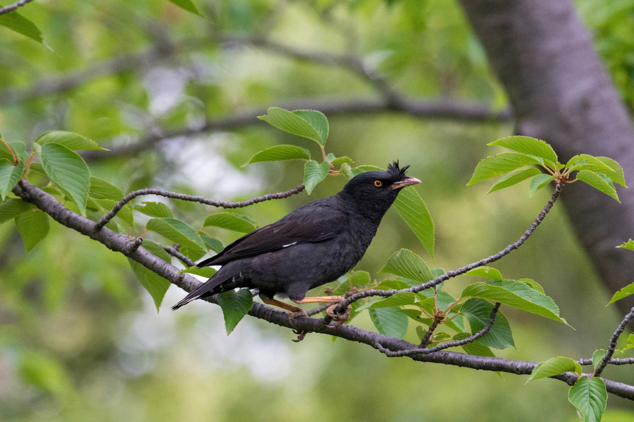 柏尾川 ハッカチョウの写真 by Tosh@Bird