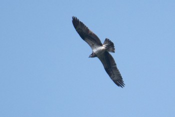 Osprey Hayatogawa Forest Road Tue, 5/3/2016