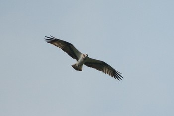 Osprey Hayatogawa Forest Road Tue, 5/3/2016