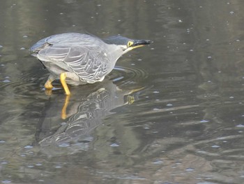 2020年6月26日(金) 川口市の野鳥観察記録