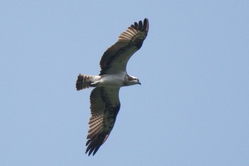 Osprey Hayatogawa Forest Road Tue, 5/3/2016