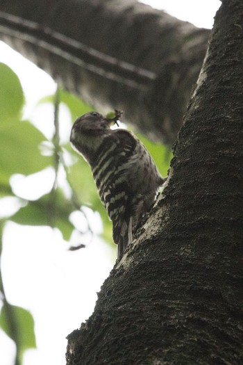 Japanese Pygmy Woodpecker 泉の森公園 Tue, 5/3/2016