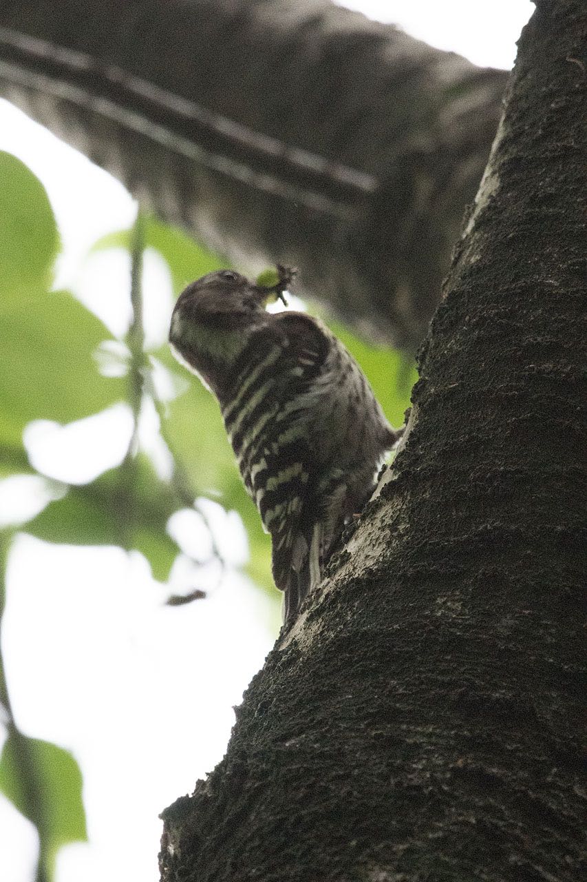 泉の森公園 コゲラの写真