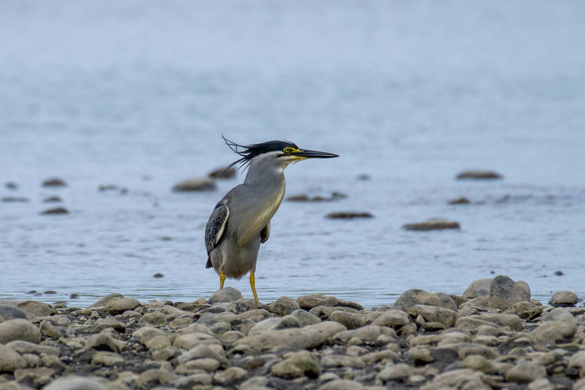 相模川 ササゴイの写真 by Tosh@Bird