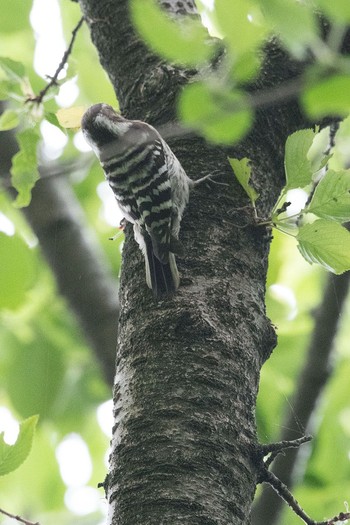 Japanese Pygmy Woodpecker 泉の森公園 Tue, 5/3/2016