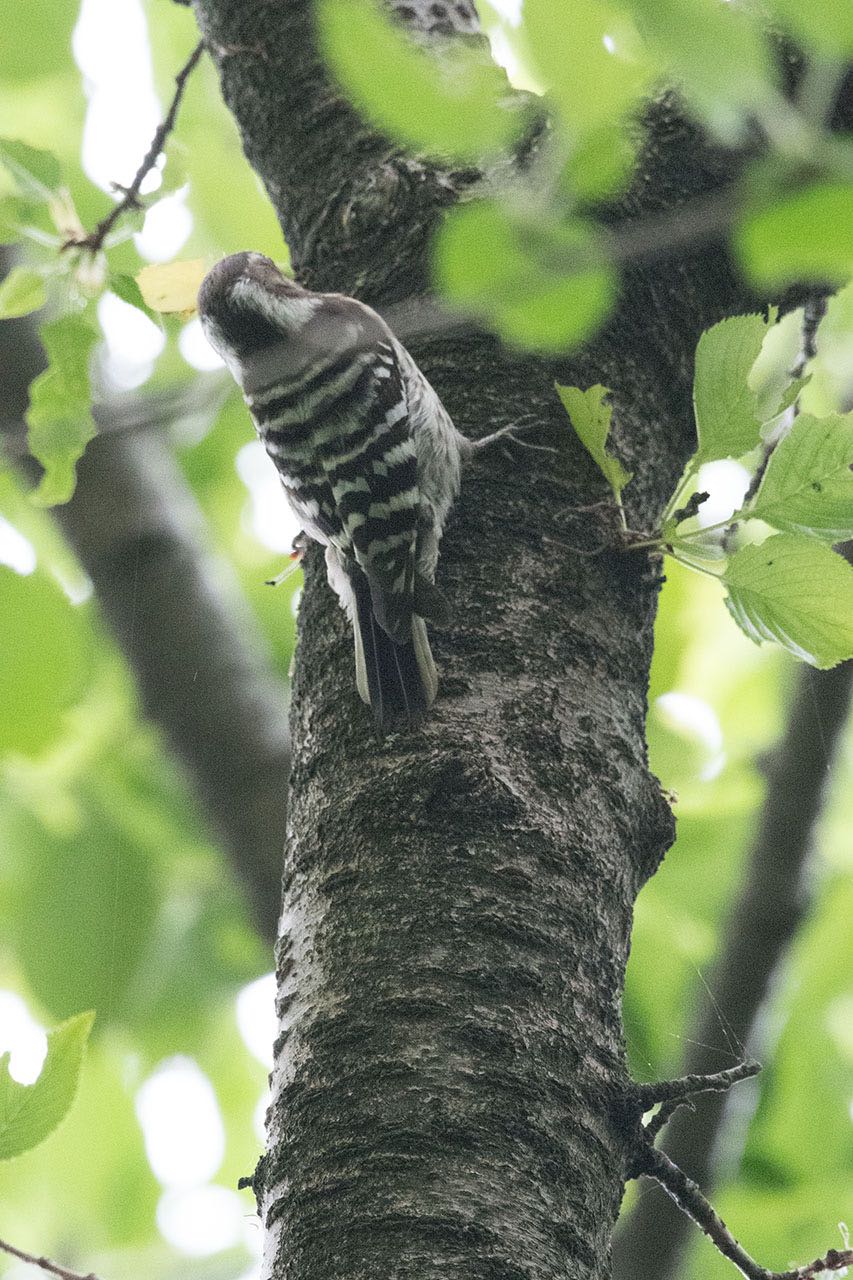 Photo of Japanese Pygmy Woodpecker at 泉の森公園 by komezou