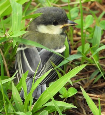 2020年6月27日(土) 恩納村の野鳥観察記録