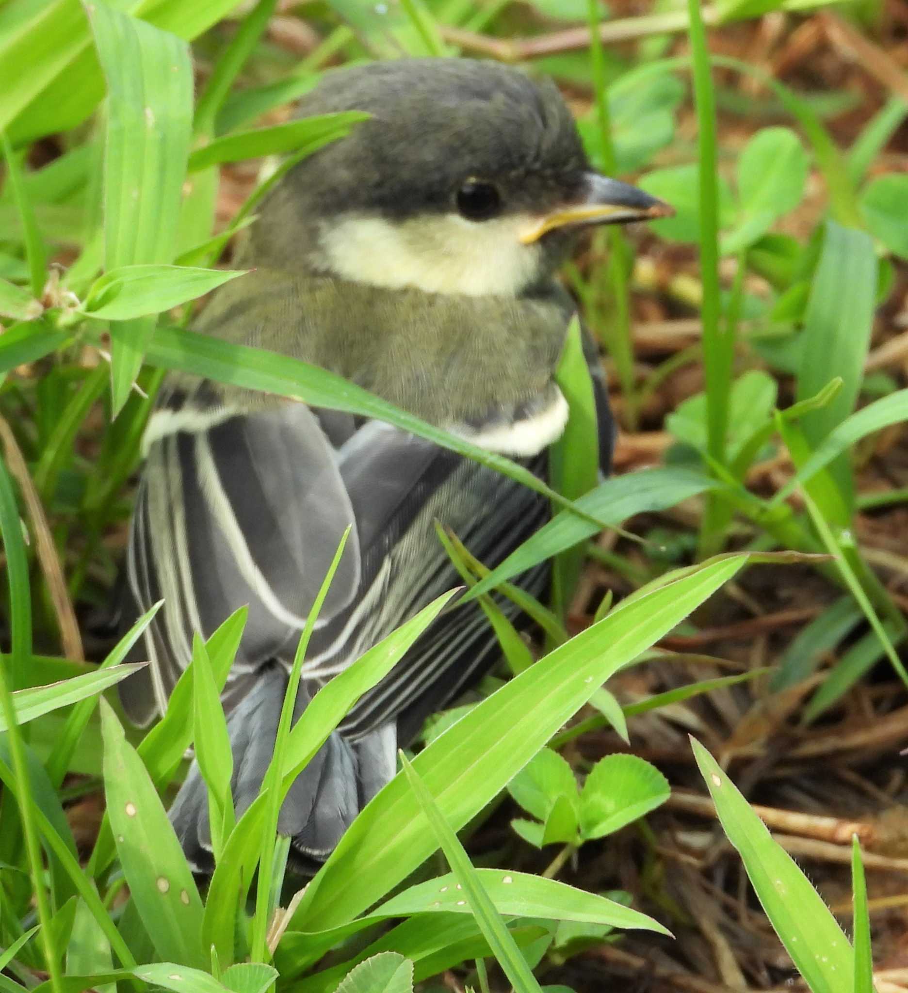 シジュウカラ