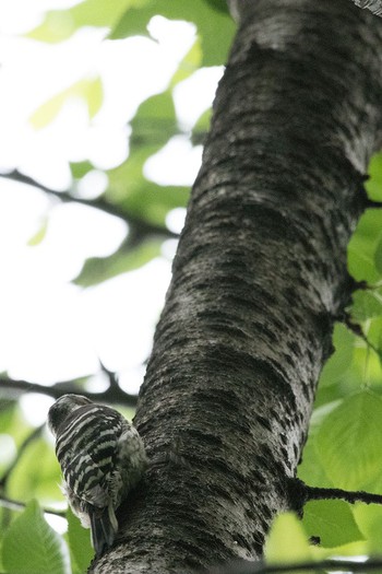 Japanese Pygmy Woodpecker 泉の森公園 Tue, 5/3/2016