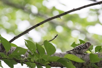 Japanese Pygmy Woodpecker 泉の森公園 Tue, 5/3/2016