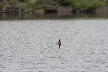 Barn Swallow 泉の森公園 Tue, 5/3/2016