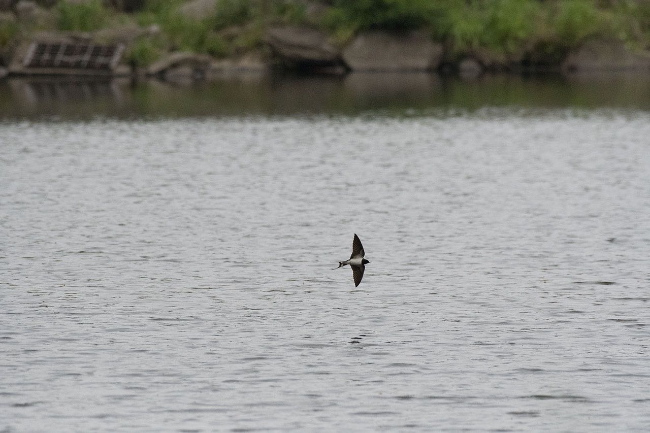 Photo of Barn Swallow at 泉の森公園 by komezou