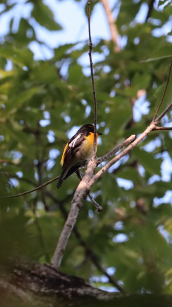 Sat, 6/20/2020 Birding report at 甲山森林公園