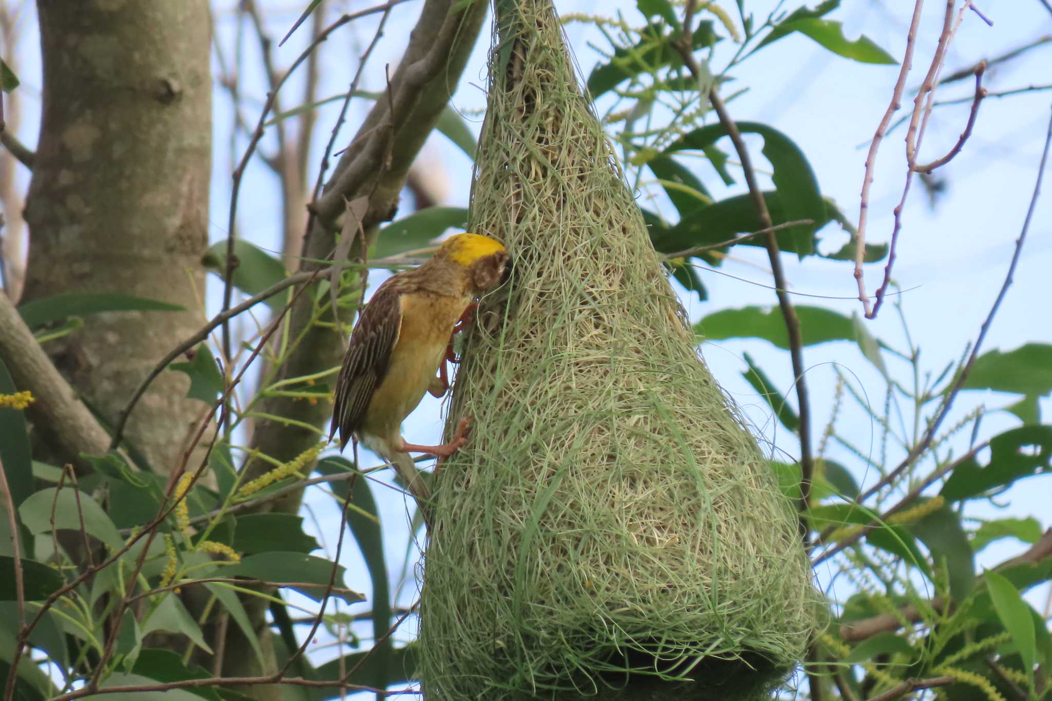 Bang Phra Non-Hunting area コウヨウジャクの写真 by span265