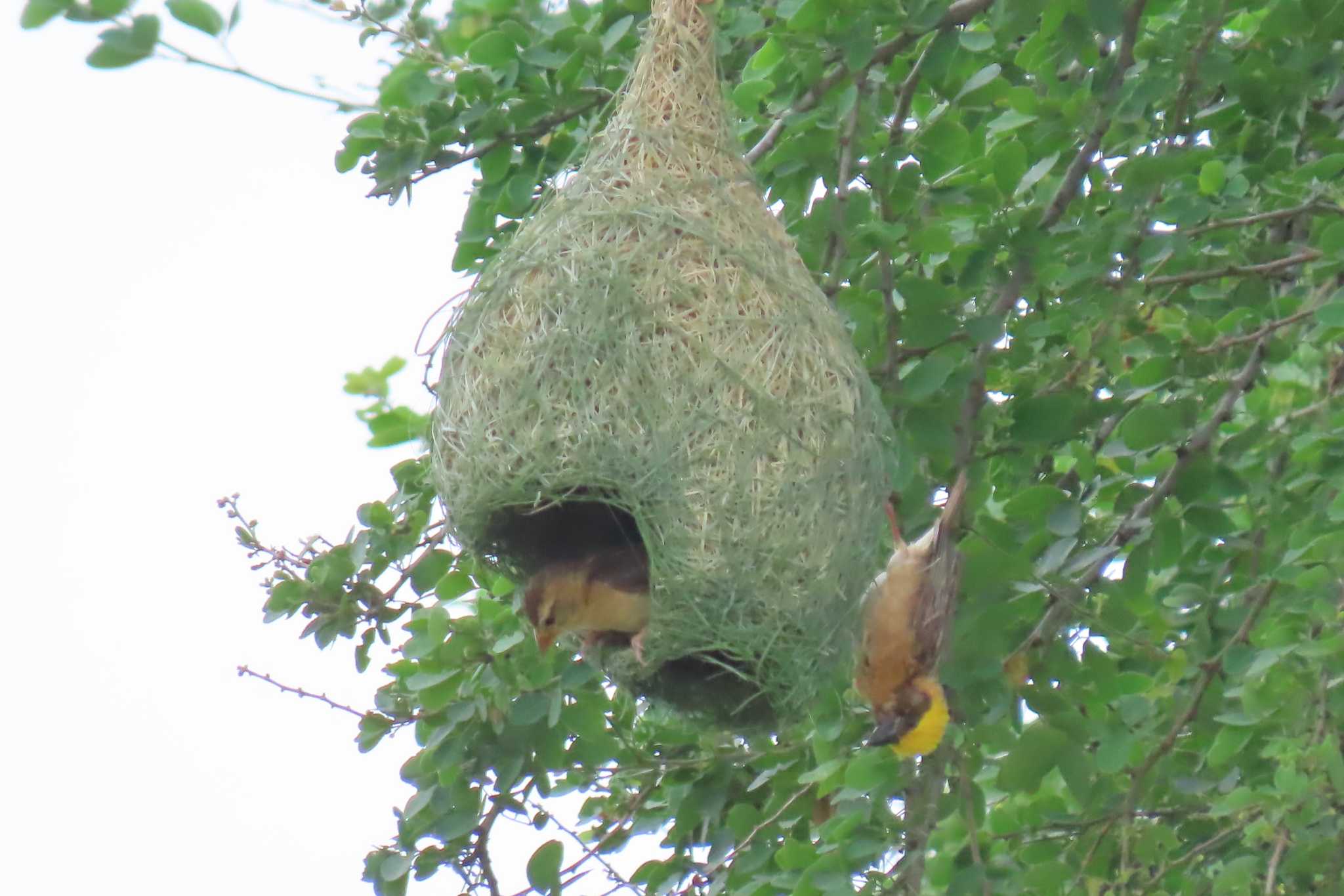 Photo of Baya Weaver at Bang Phra Non-Hunting area by span265