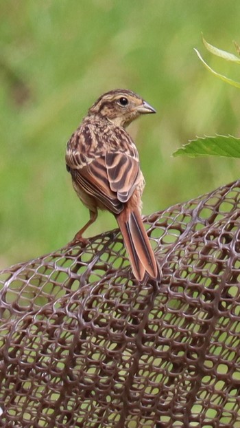 Sat, 6/27/2020 Birding report at ささやまの森公園(篠山の森公園)