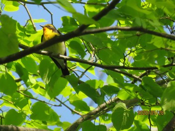 2020年5月28日(木) 戸隠の野鳥観察記録