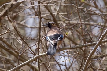 Eurasian Jay Unknown Spots Fri, 4/22/2016