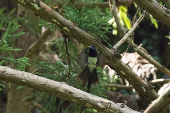 Black Paradise Flycatcher 神奈川 林道 Sun, 7/19/2015