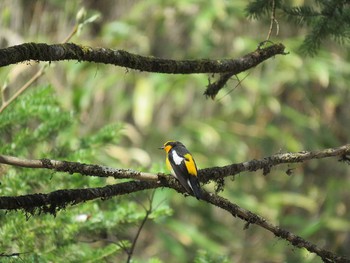 Narcissus Flycatcher Yanagisawa Pass Sun, 5/1/2016