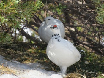 Rock Ptarmigan Murododaira Sat, 4/23/2016