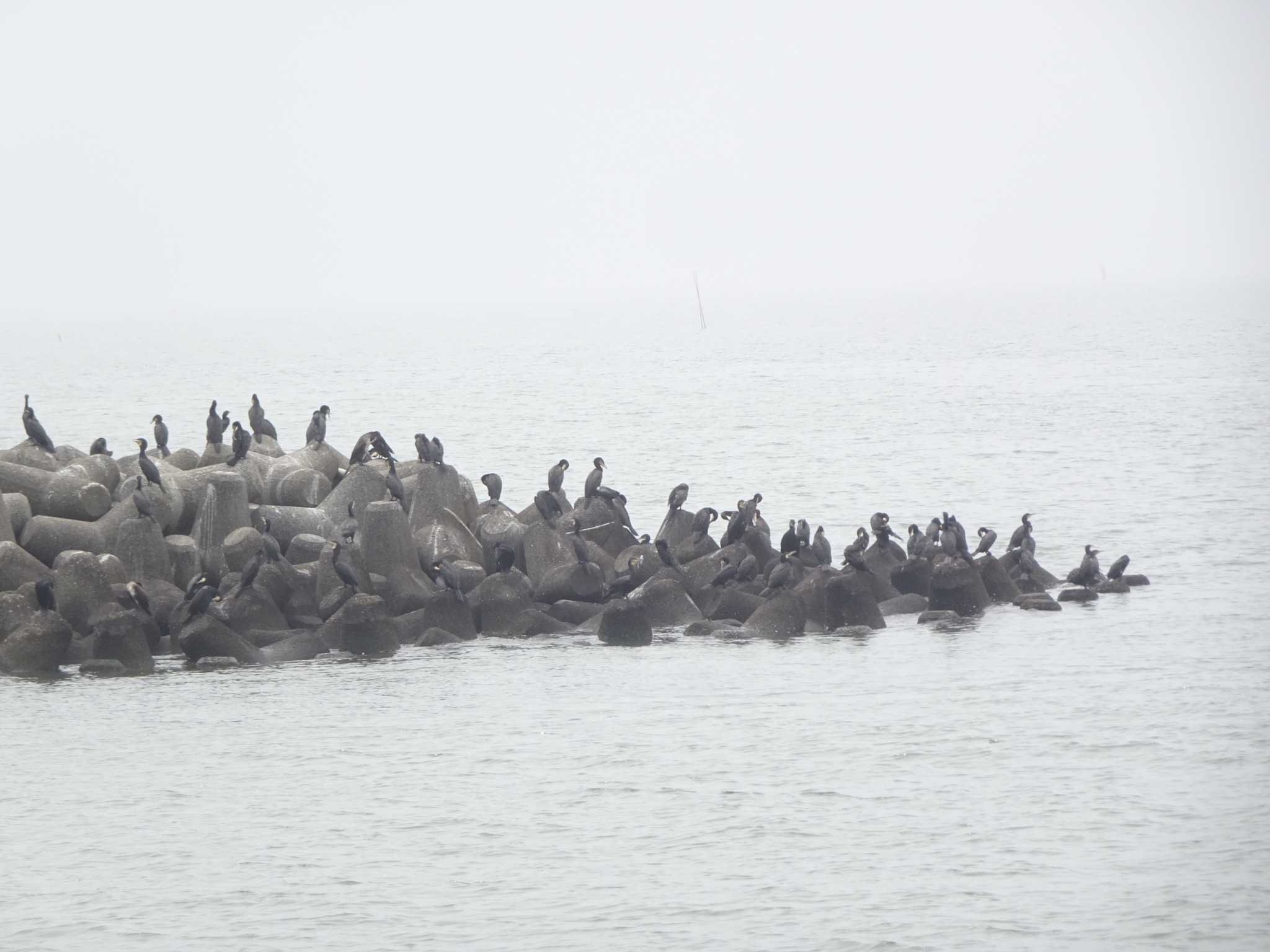 葛西臨海公園 カワウの写真 by Kozakuraband