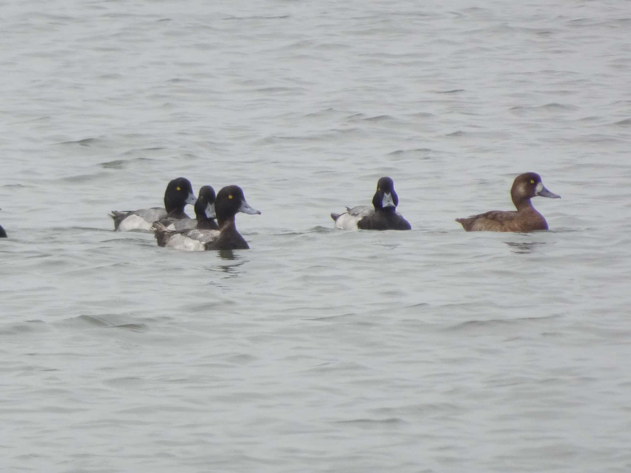 Greater Scaup