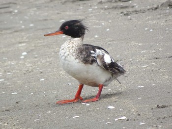 2020年6月27日(土) 葛西臨海公園の野鳥観察記録