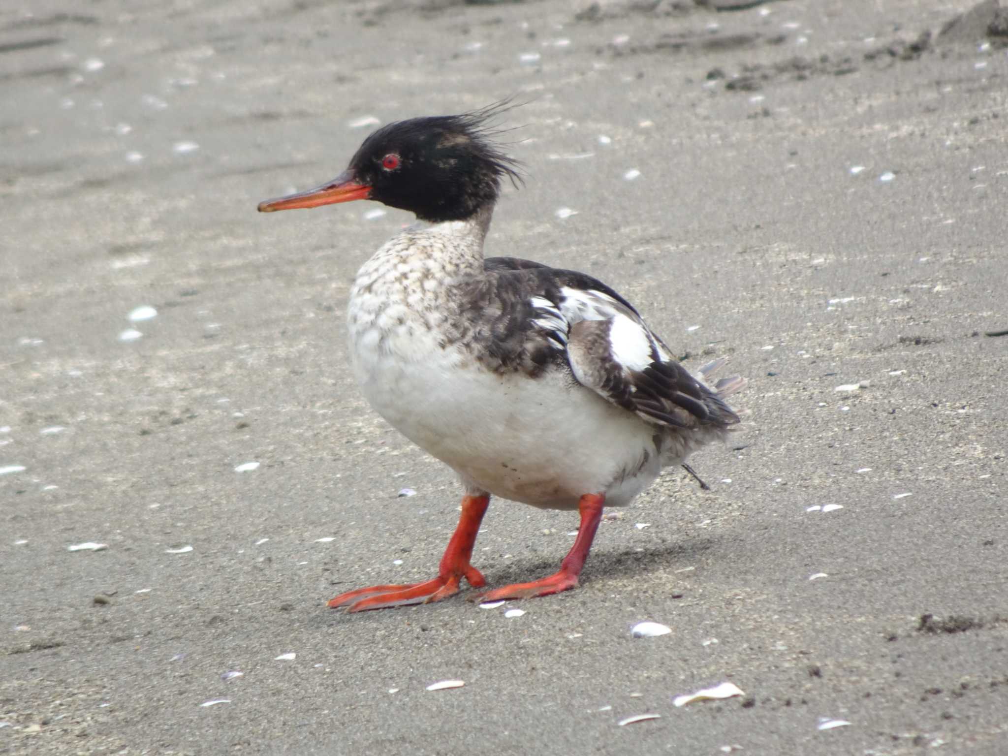 Red-breasted Merganser