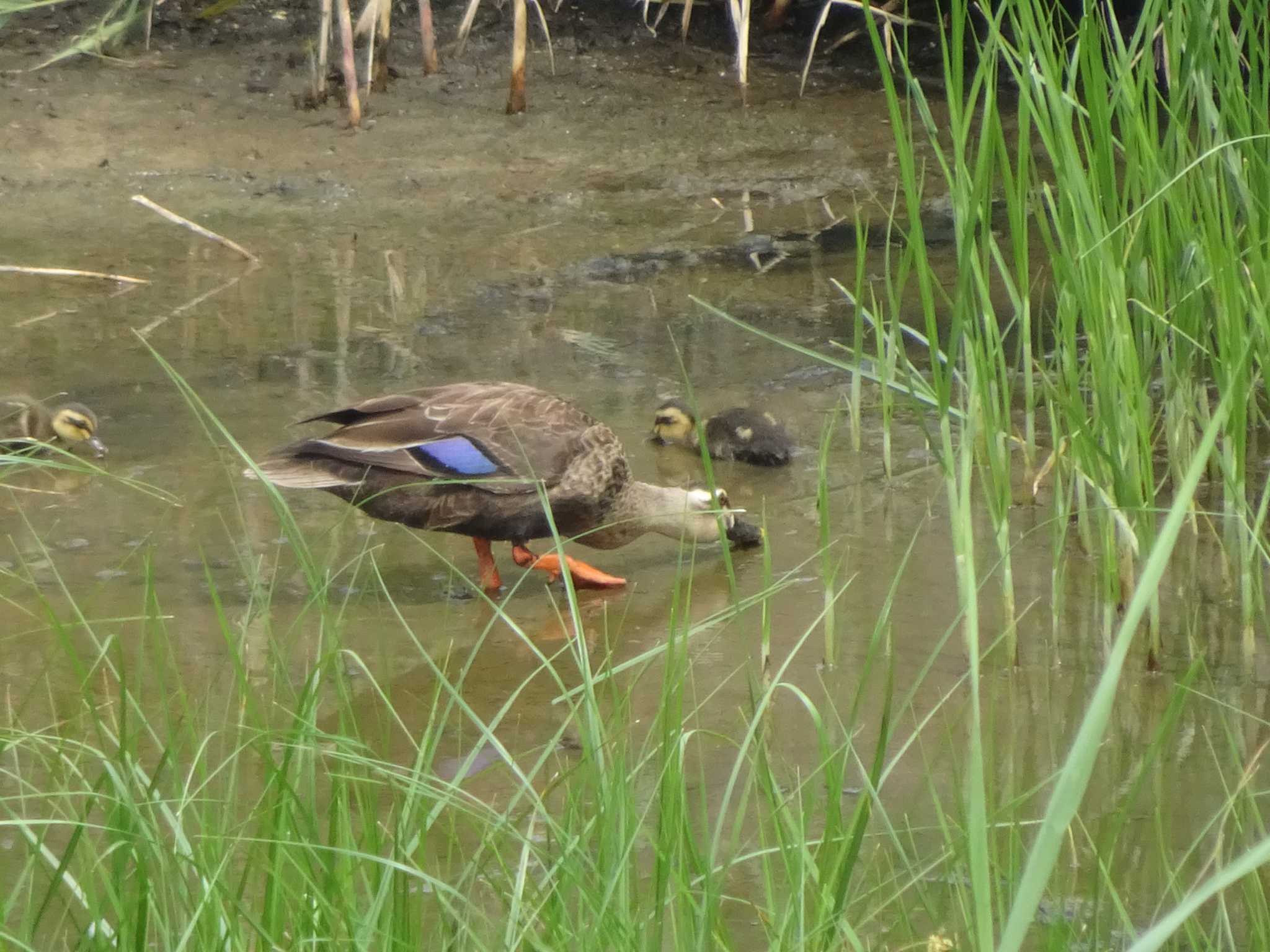 Eastern Spot-billed Duck