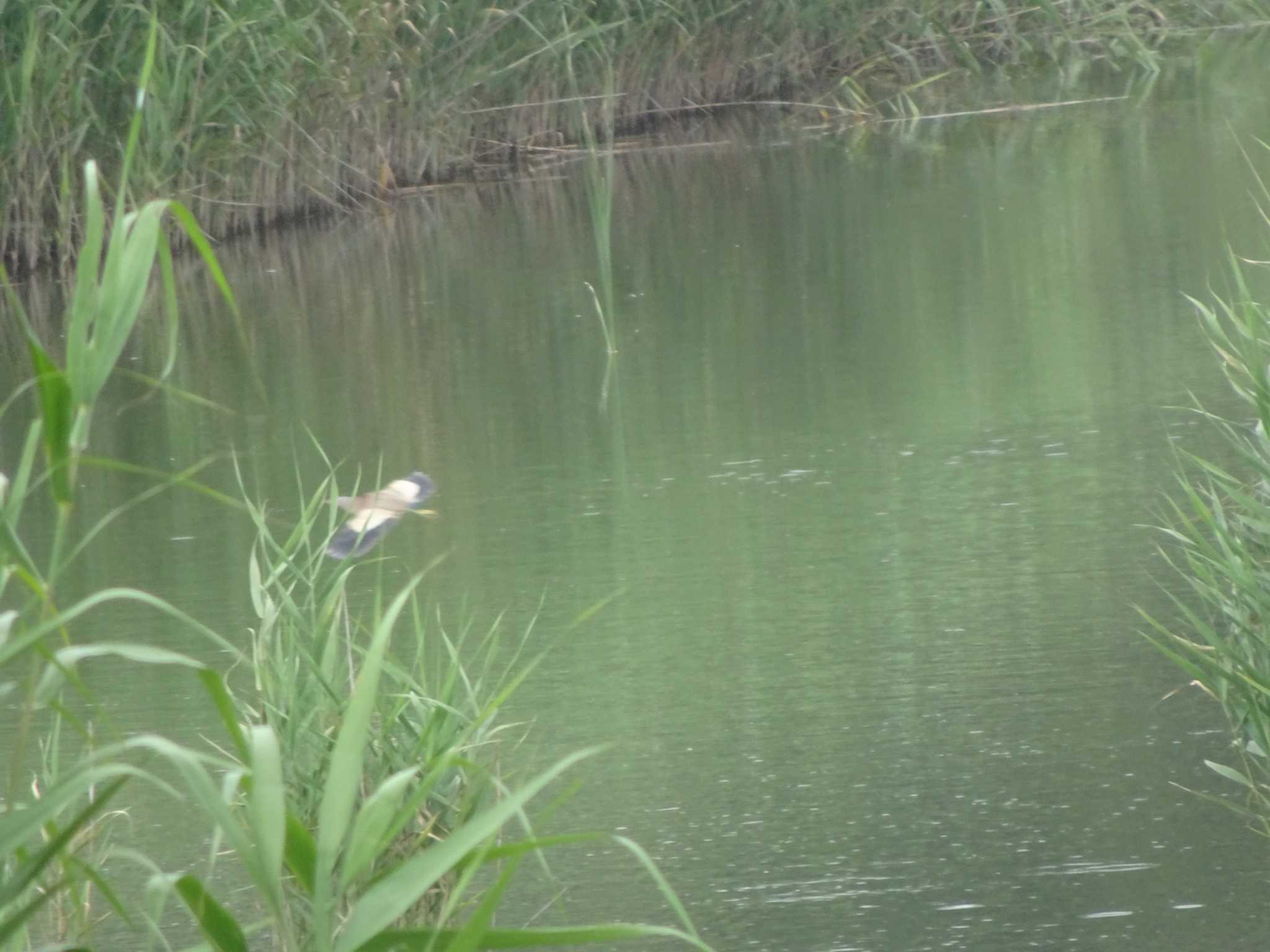 Photo of Yellow Bittern at Kasai Rinkai Park by Kozakuraband