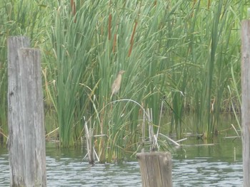 Yellow Bittern Kasai Rinkai Park Sat, 6/27/2020