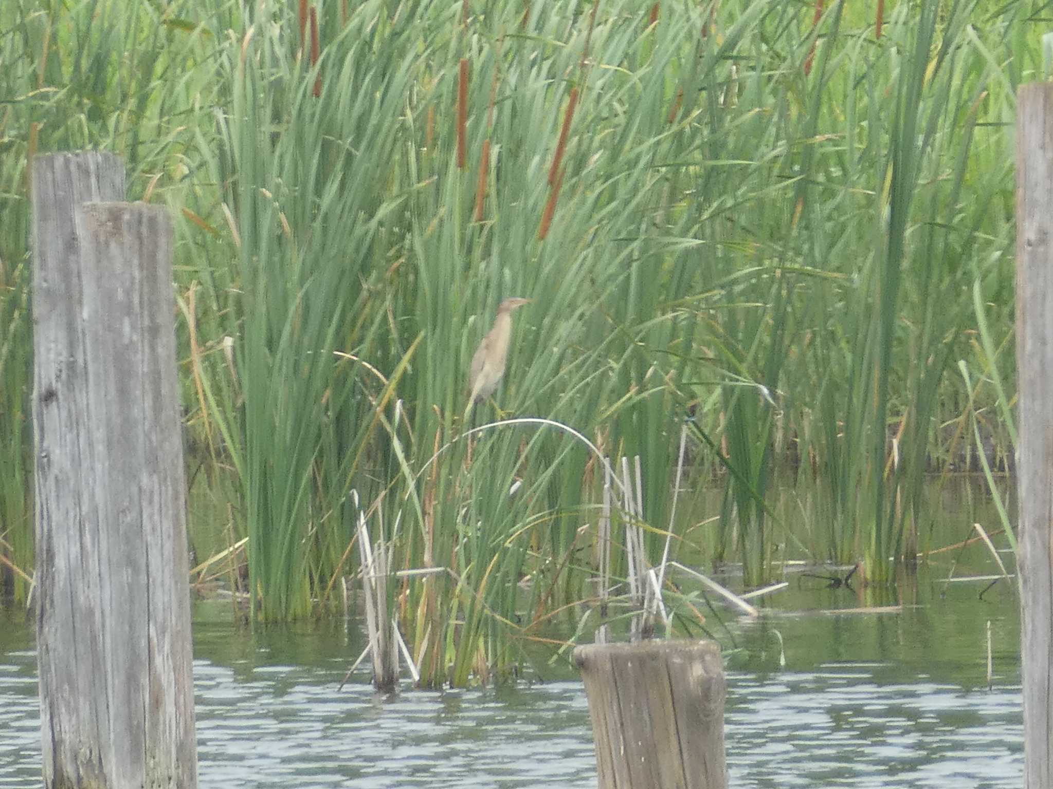 Yellow Bittern