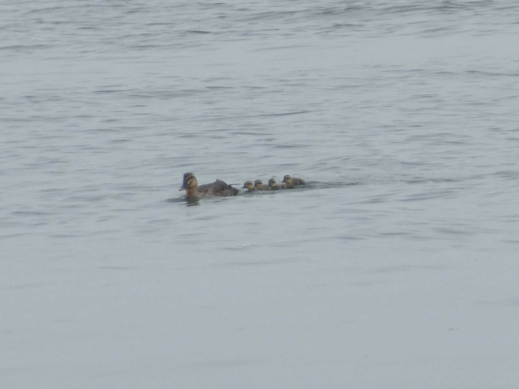 Photo of Eastern Spot-billed Duck at Kasai Rinkai Park by Kozakuraband