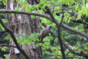 アオゲラ 平筒沼(宮城県登米市) 2016年5月2日(月)