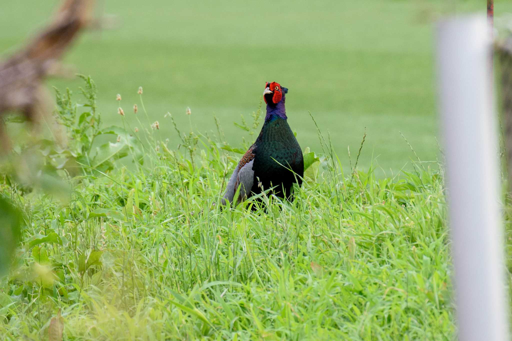 馬入ふれあい公園 キジの写真 by Tosh@Bird