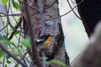 キビタキ 平筒沼(宮城県登米市) 2016年5月2日(月)