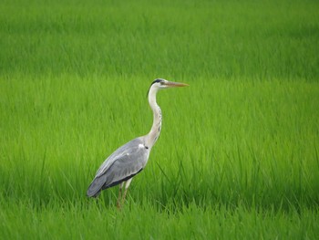 アオサギ 筑波山麓 2020年6月26日(金)