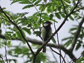 シジュウカラ 筑波実験植物園 2020年6月26日(金)