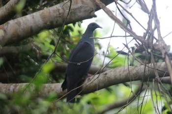 Ryukyu Wood Pigeon