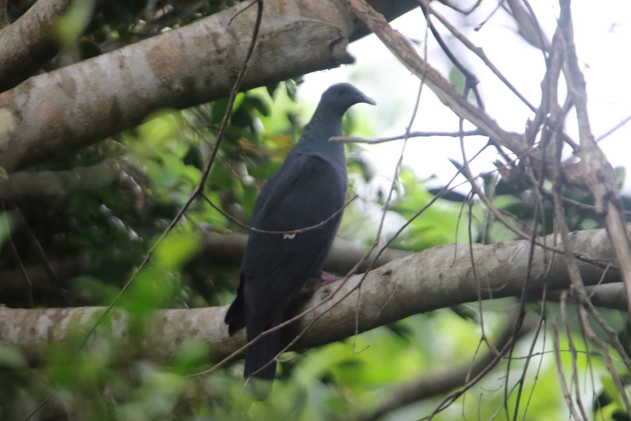 大野山林 リュウキュウカラスバトの写真 by マイク