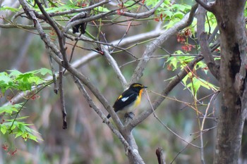 キビタキ 平筒沼(宮城県登米市) 2016年5月2日(月)