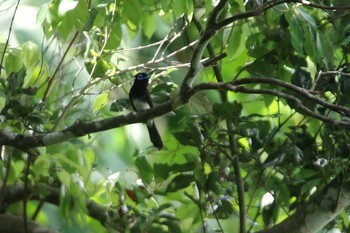 サンコウチョウ 大野山林 2020年6月24日(水)