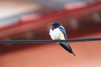 Barn Swallow 宮城県登米市 Thu, 5/5/2016