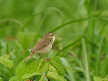 2020年6月27日(土) 朝霧高原の野鳥観察記録