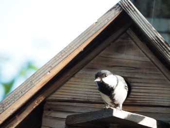 Japanese Tit Unknown Spots Thu, 5/5/2016