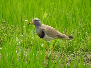 ケリ 浮島ヶ原自然公園 2020年6月27日(土)