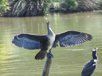 Great Cormorant Unknown Spots Thu, 5/5/2016